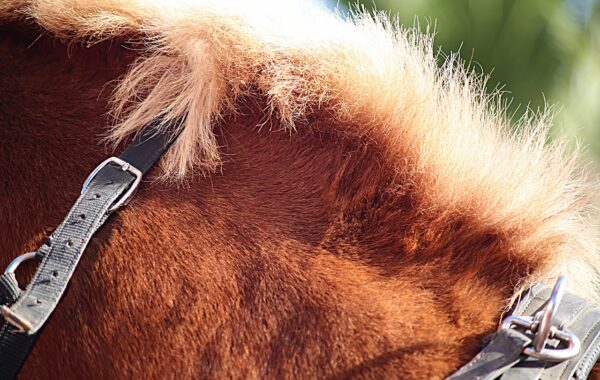 kg sur la balance et 100 kg au collier : démêler le vrai du faux sur la puissance du cheval de trait
