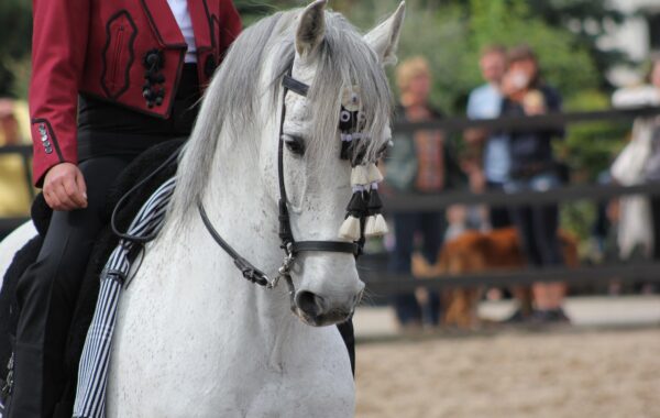 Les clés pour éduquer un jeune cheval frison avec succès
