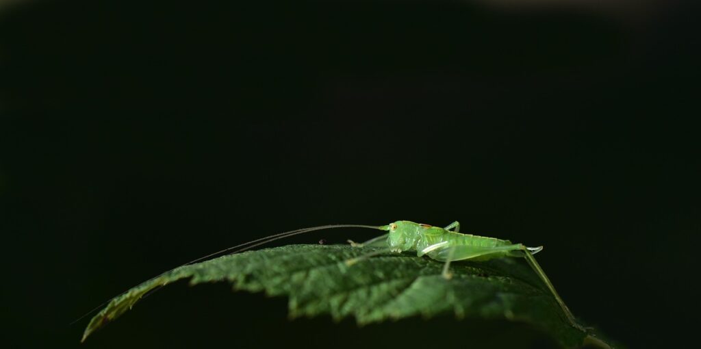 découvrez les techniques essentielles de débourrage des chevaux pour établir une relation de confiance et garantir une formation réussie.
