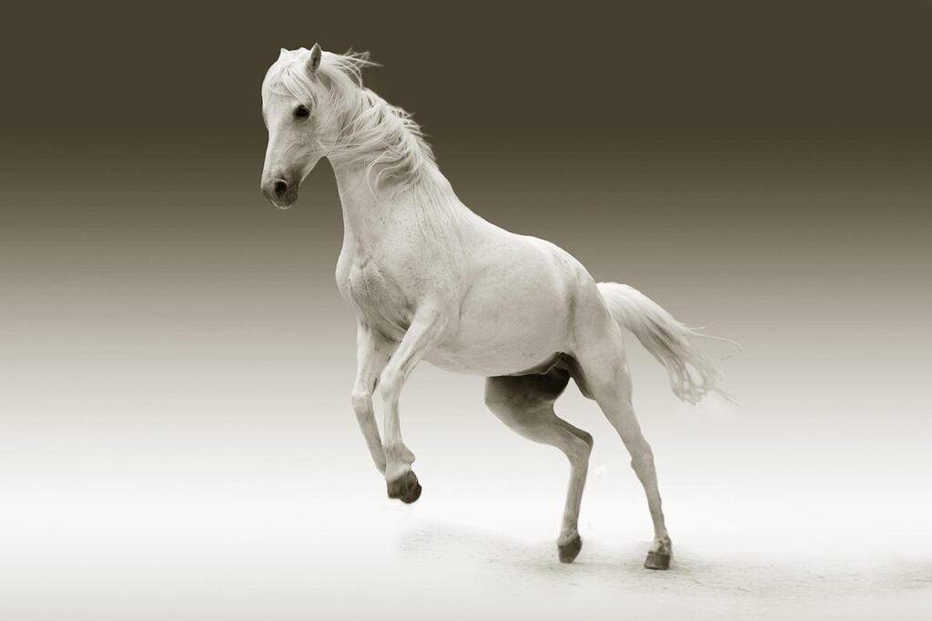 soulagement de la toux chez le cheval : découvrez des solutions efficaces pour apaiser rapidement l'inconfort respiratoire de votre cheval.
