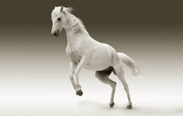 soulagement de la toux chez le cheval : découvrez des solutions efficaces pour apaiser rapidement l'inconfort respiratoire de votre cheval.