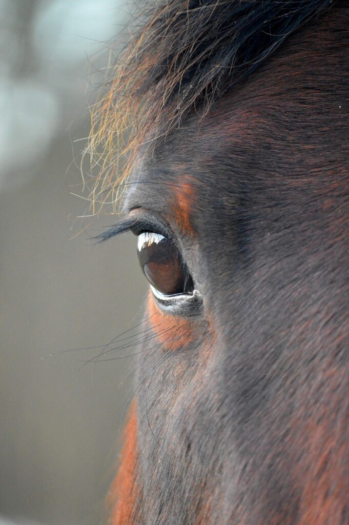 découvrez les risques et les traitements des blessures causées par un coup de lance à cheval, ainsi que des conseils pour prévenir ces accidents.