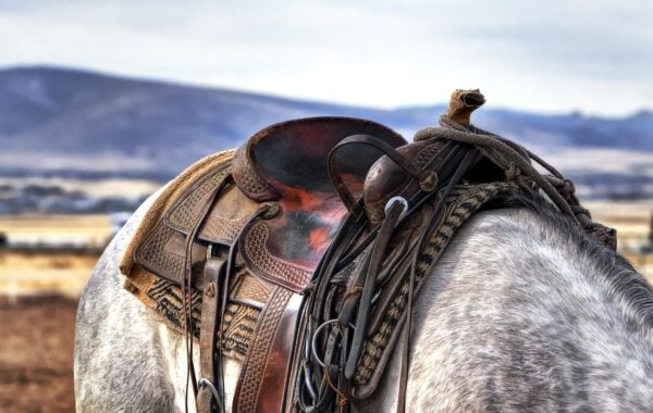 découvrez nos tarifs pour la pension en paddock pour chevaux, offrant un environnement sûr et confortable pour votre cheval à un prix compétitif.