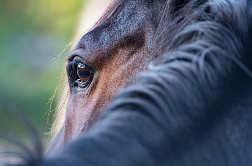 découvrez les bienfaits de l'utilisation d'un nébuliseur pour les chevaux, améliorant leur respiration et leur bien-être général.
