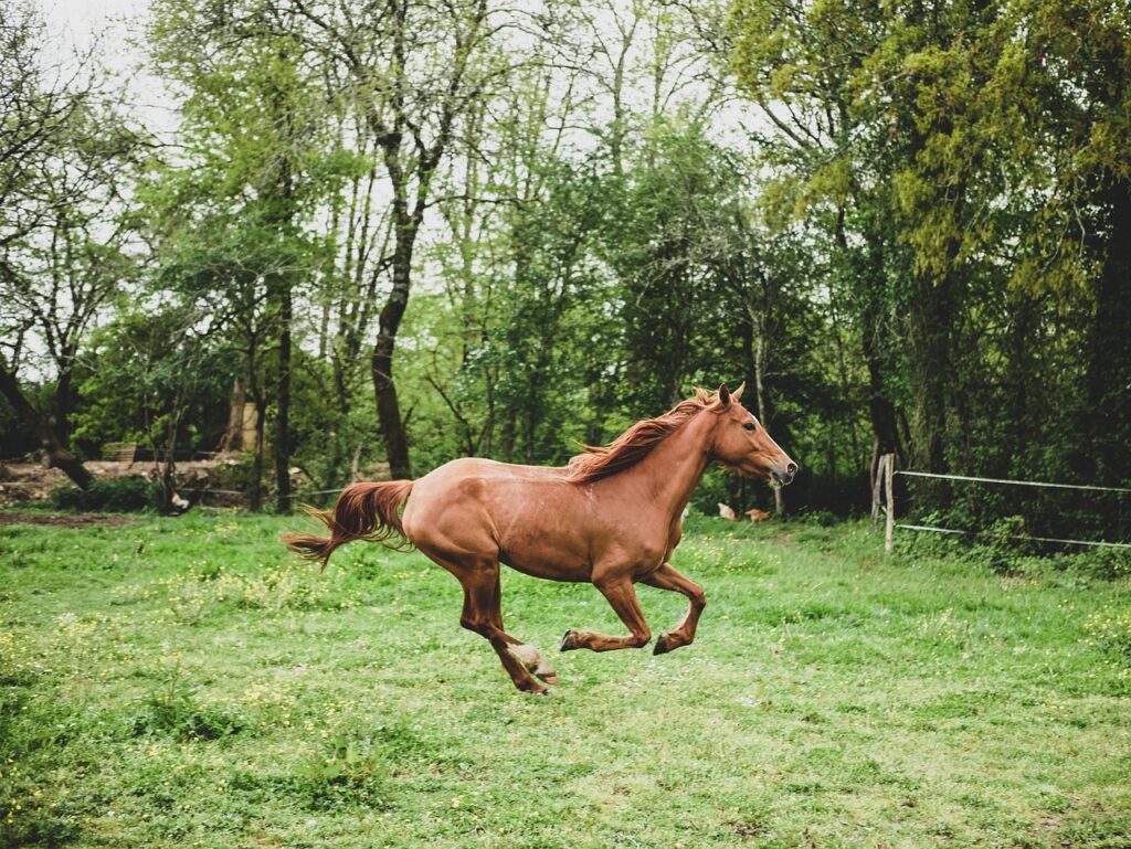 conseils pratiques pour préparer votre cheval avant de le mettre au pré, assurant sa santé et son bien-être tout au long de la saison.