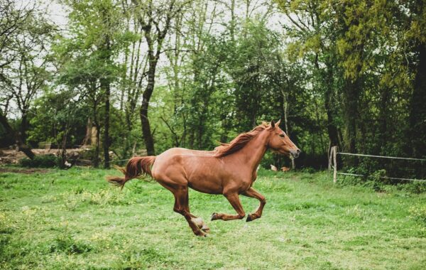 conseils pratiques pour préparer votre cheval avant de le mettre au pré, assurant sa santé et son bien-être tout au long de la saison.