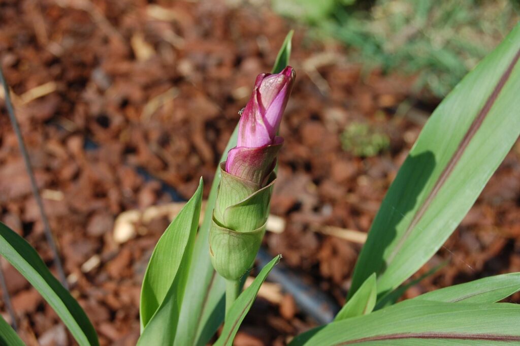 découvrez les bienfaits du curcuma, une épice aux propriétés anti-inflammatoires et antioxydantes, idéale pour améliorer votre santé et vos recettes.
