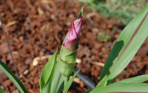 découvrez les bienfaits du curcuma, une épice aux propriétés anti-inflammatoires et antioxydantes, idéale pour améliorer votre santé et vos recettes.