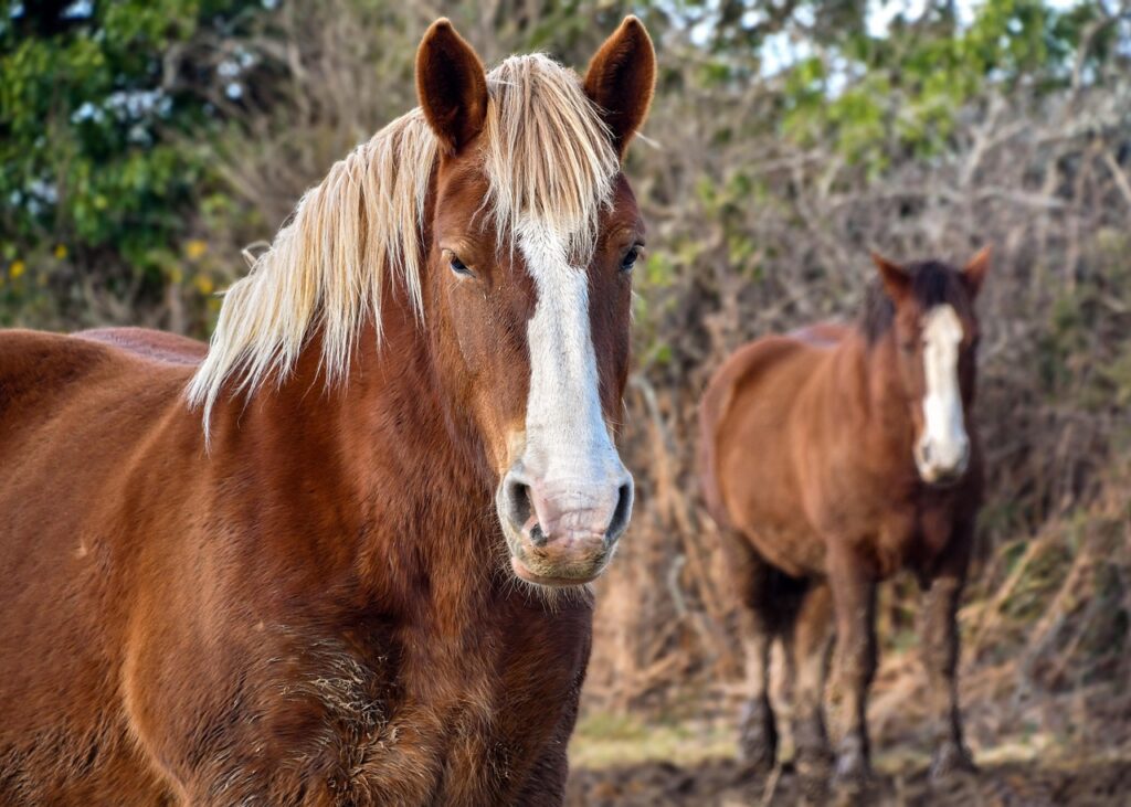 découvrez le coût réel de la possession d’un cheval : achat, alimentation, soins vétérinaires, équipement et hébergement. préparez votre budget.