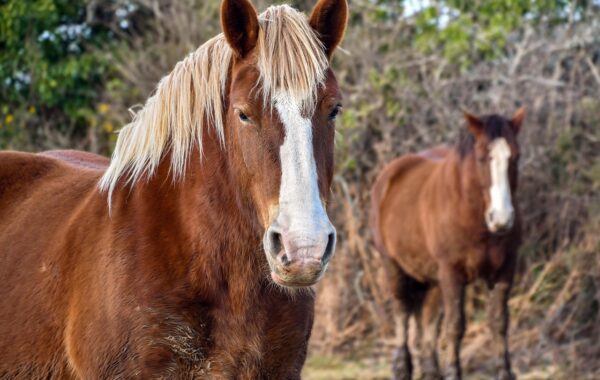 découvrez le coût réel de la possession d’un cheval : achat, alimentation, soins vétérinaires, équipement et hébergement. préparez votre budget.