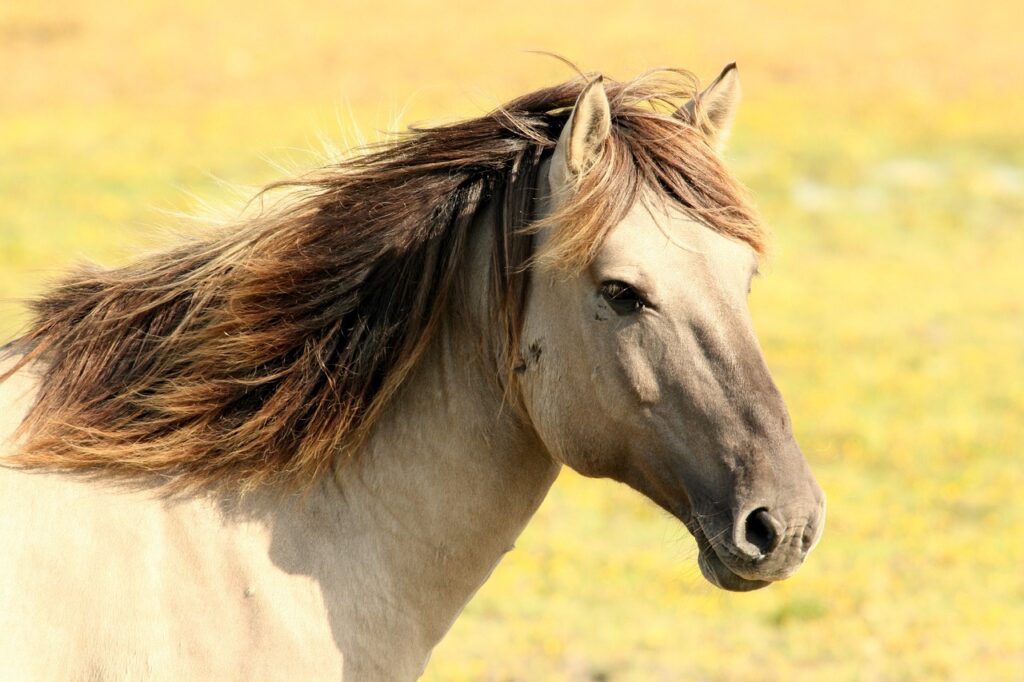découvrez les causes, les symptômes et les traitements de l’ostéochondrose équine, une affection articulaire pouvant toucher les chevaux en croissance.