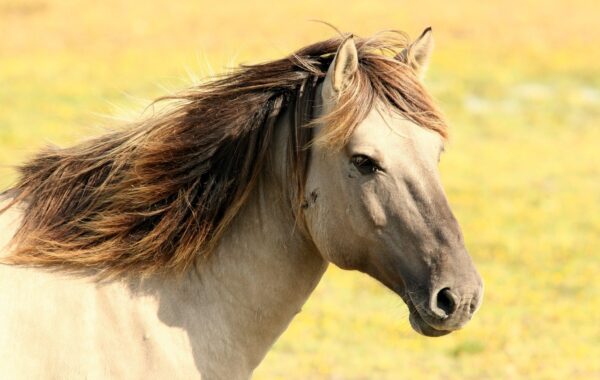découvrez les causes, les symptômes et les traitements de l’ostéochondrose équine, une affection articulaire pouvant toucher les chevaux en croissance.