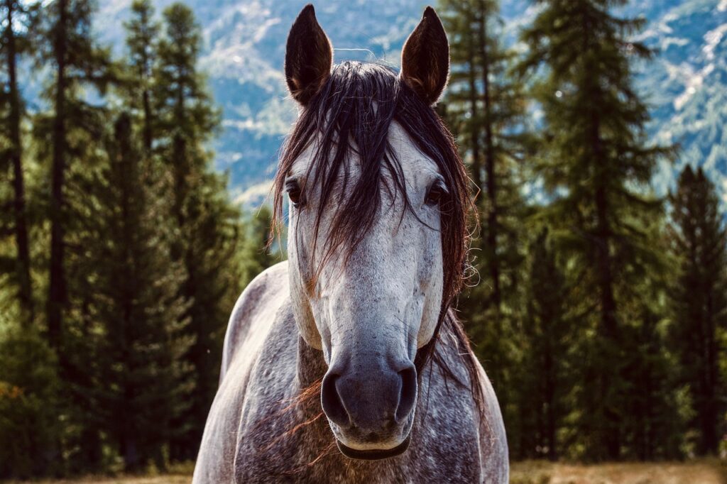 Ride and Run à poney : la course en binôme, mode d’emploi