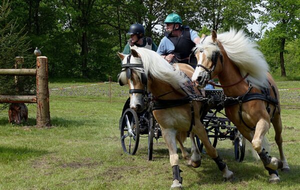 Attelage à poney : les épreuves Club Poney et leurs règles