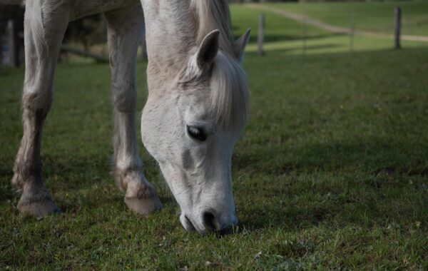 Equifun à poney : les règles, les catégories et les dispositifs