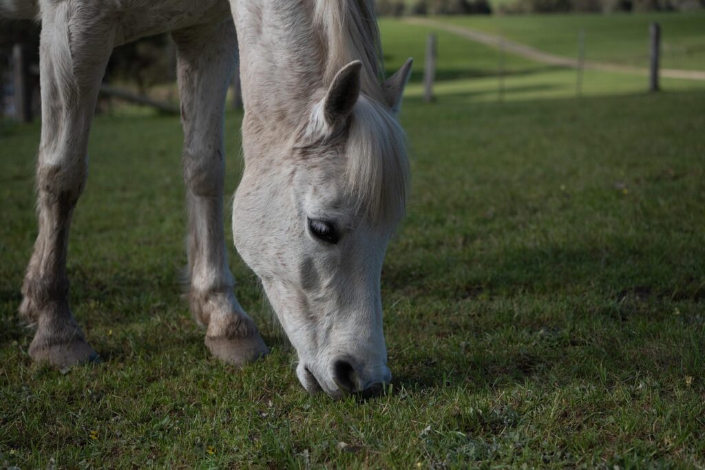 TREC à poney : les trois tests expliqués pour une première compétition
