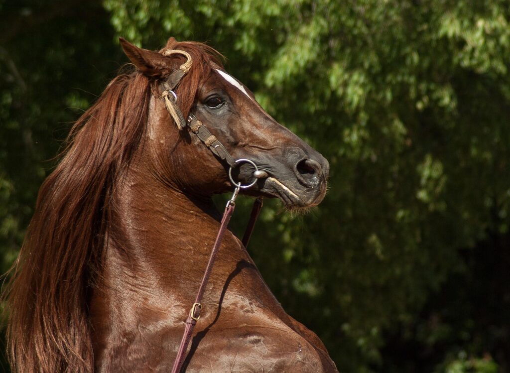 Dressage à poney : le déroulé d’une reprise de concours, figure par figure