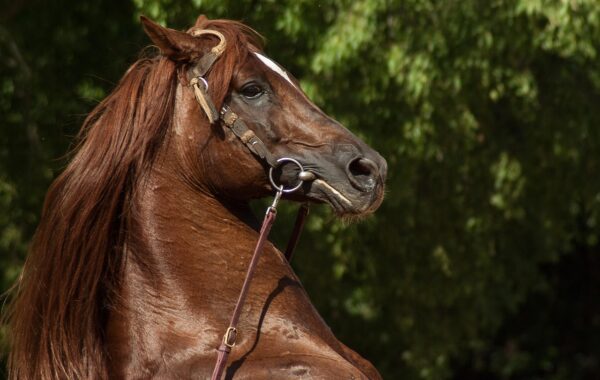 Dressage à poney : le déroulé d’une reprise de concours, figure par figure
