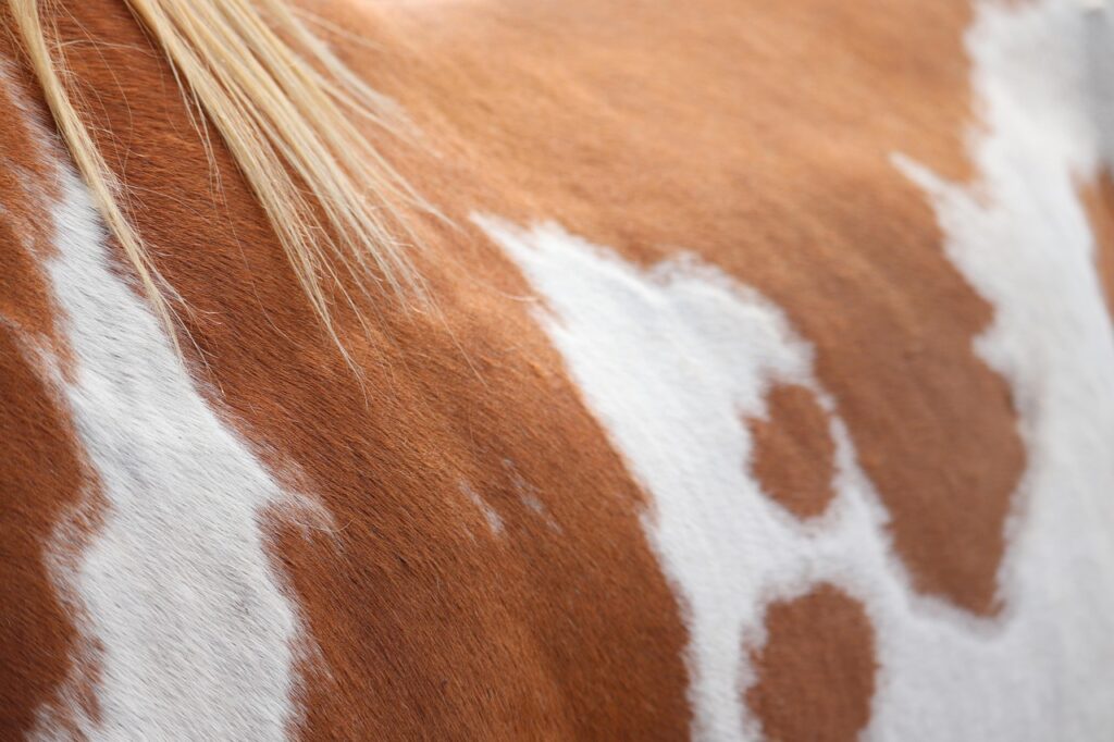 Championnats d’Europe poney : comment un cavalier arrive jusqu’à la sélection