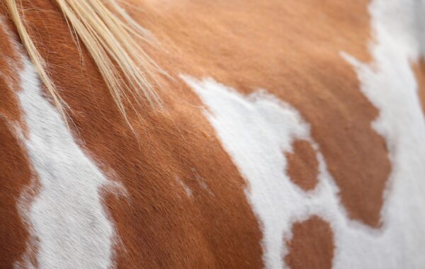 Championnats d’Europe poney : comment un cavalier arrive jusqu’à la sélection