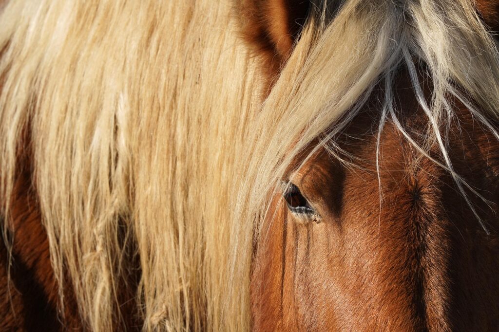 Travail à pied à poney : longe et longues rênes en compétition