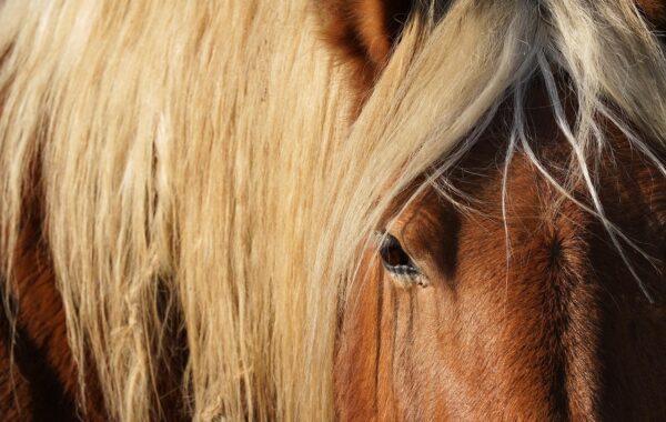 Travail à pied à poney : longe et longues rênes en compétition