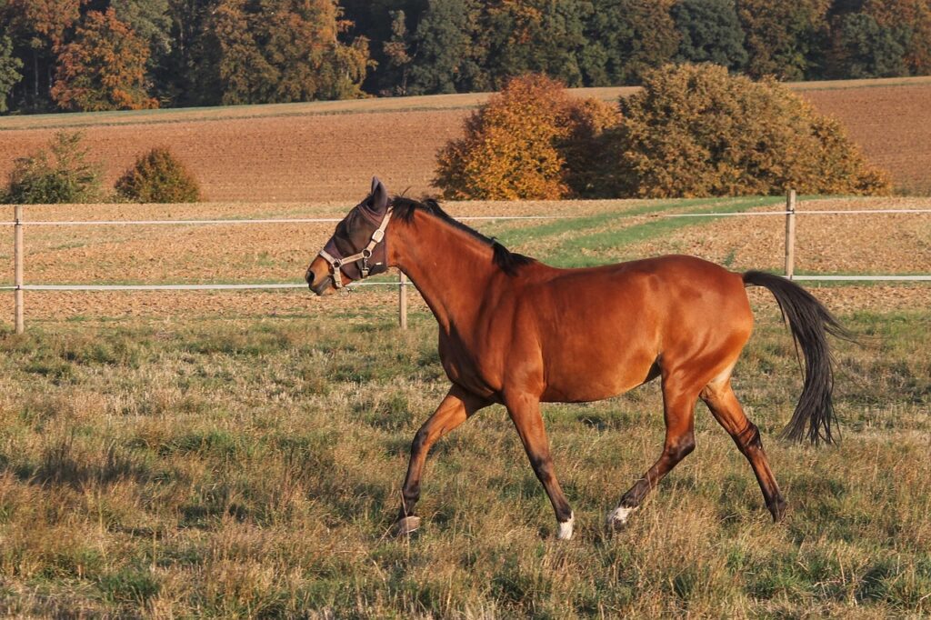 protégez votre cheval des mouches et des insectes avec un masque confortable, respirant et adapté à ses besoins.