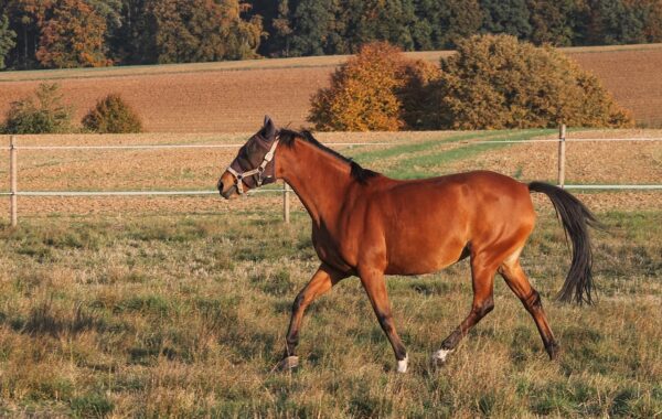 protégez votre cheval des mouches et des insectes avec un masque confortable, respirant et adapté à ses besoins.
