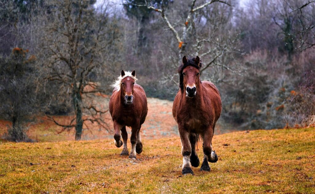 découvrez les soins essentiels des sabots du cheval : nettoyage, entretien et conseils pour préserver leur santé et leur solidité.