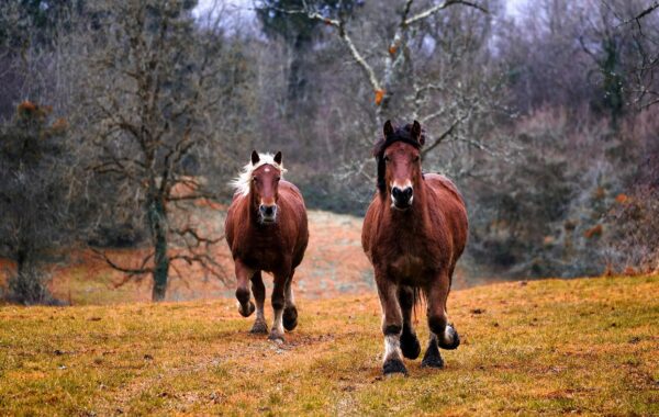 découvrez les soins essentiels des sabots du cheval : nettoyage, entretien et conseils pour préserver leur santé et leur solidité.